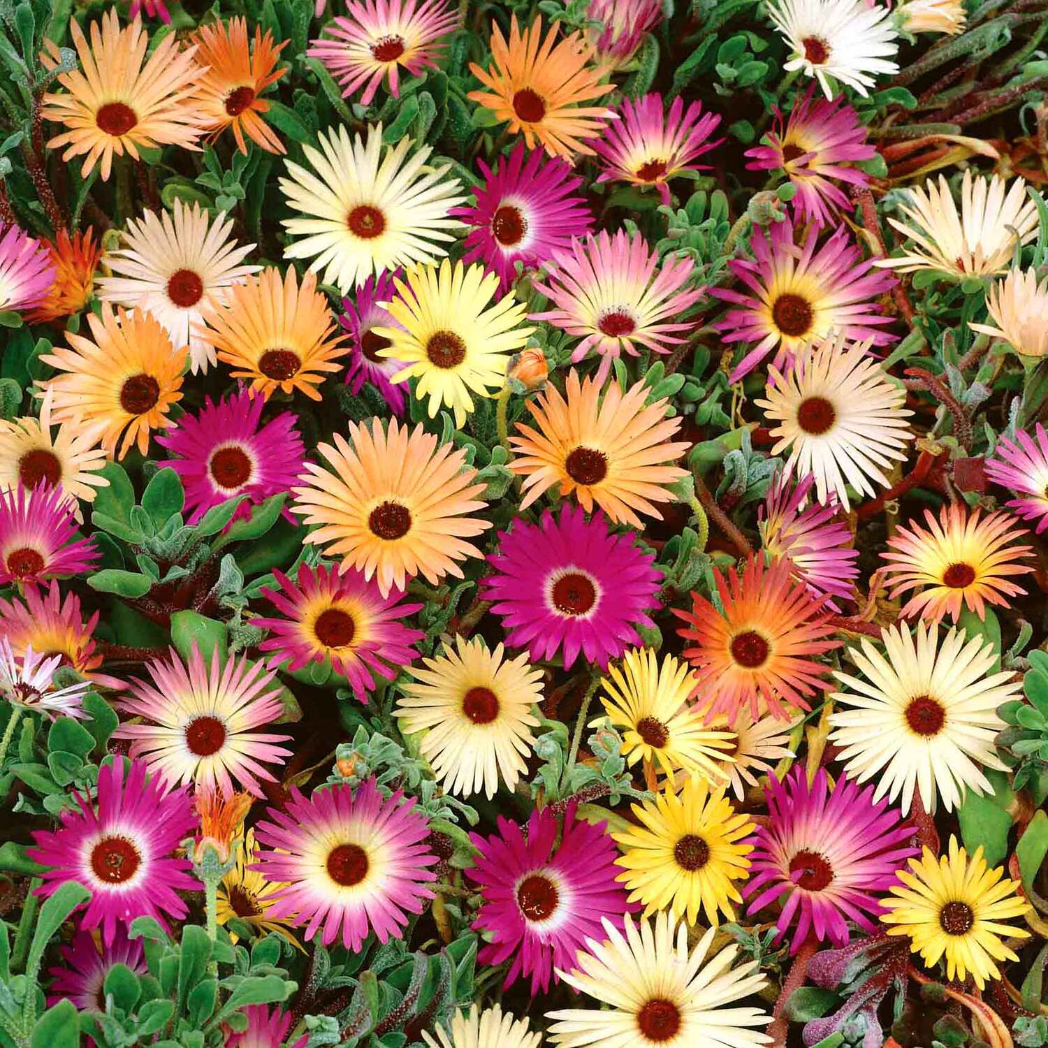 Unwins Livingstone Daisy Seeds 'Tapestry Mix' - Neutral