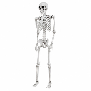 Halloween Skeleton Decorations 169cm Life Size Poseable ABS White