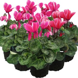 Plants By Post Cyclamen Bicolour Flame Flowering Outdoor Plants 1Ltr Pots