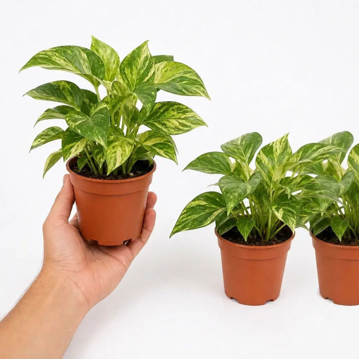 Plants By Post Epipremnum Marble Queen Pothos G - Plant