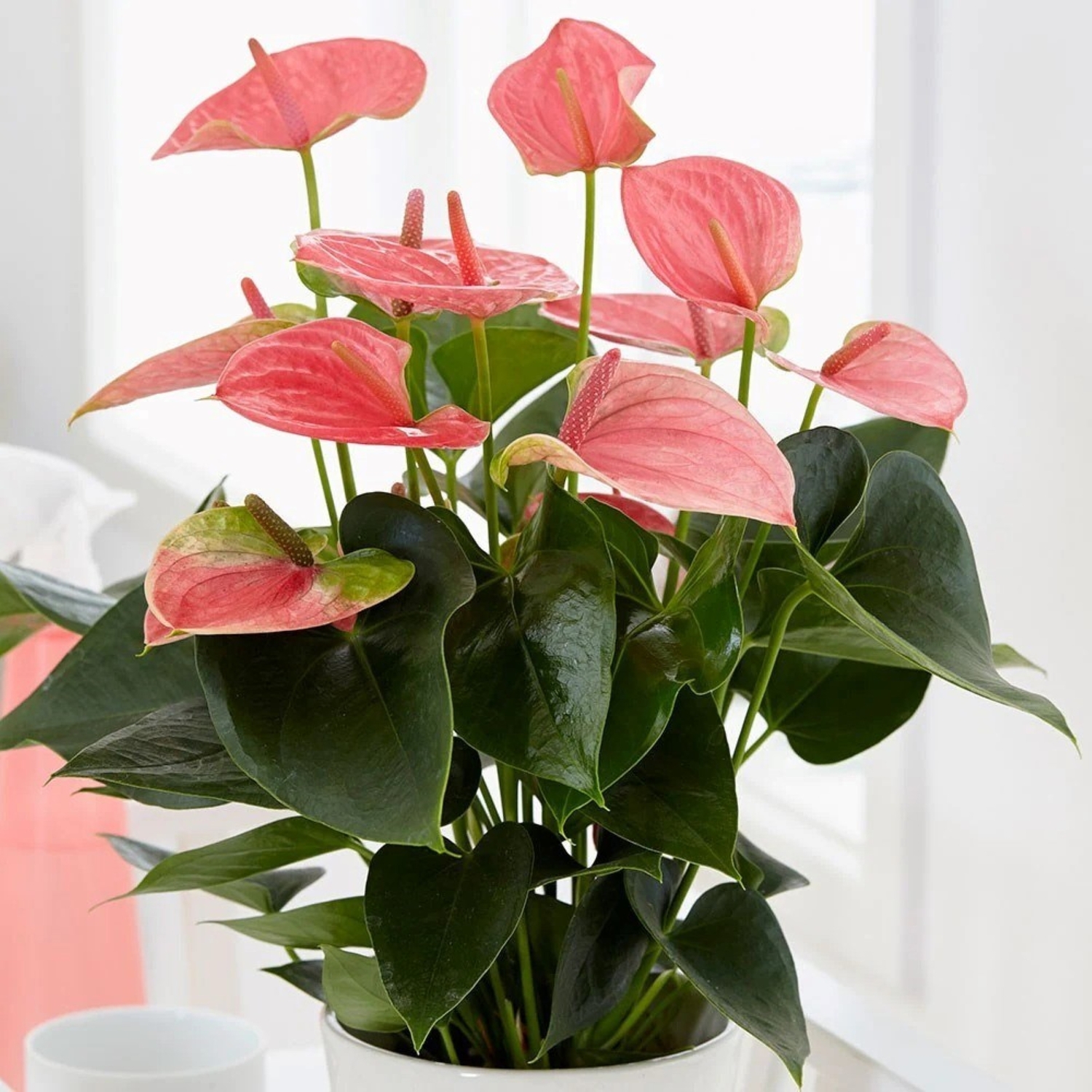 Primrose Anthurium Pink Champion Flamingo Flower 14Cm Pot 50Cm Tall Flowering House Plants - Pink