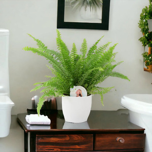 Boston Fern in 12cm White Pot - Air Purifying Indoor Houseplant Gift