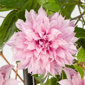 Clematis Multi Bloom Pink Flowering Vine Climbing Plant