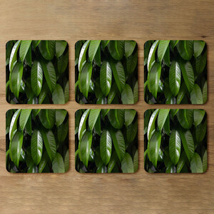 Closeup of beautiful glossy green leaves Designer Coaster Set