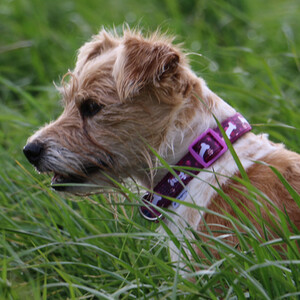 Purple Bone Adjustable Collar