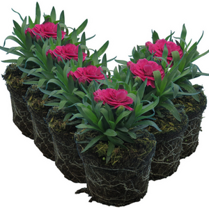Carnation Purple Wings 10.5cm x 3 or 6  Deeply Fragrant Purple Blooms for Time