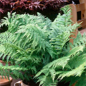 Pack of 3 Male Fern Dryopteris filix-mas 1L Pots Hardy Shade Garden Plants