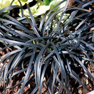 Marshalls Garden Ophiopogon planiscapus 'Nigrescens' Hardy Evergreen Perennial 9cm Plant