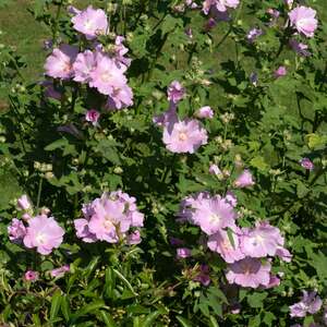 Lavatera Marshmallow Strawberry Cream 9cm