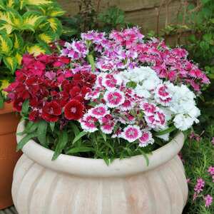 Marshalls Garden Carnation 'Festival Mix'