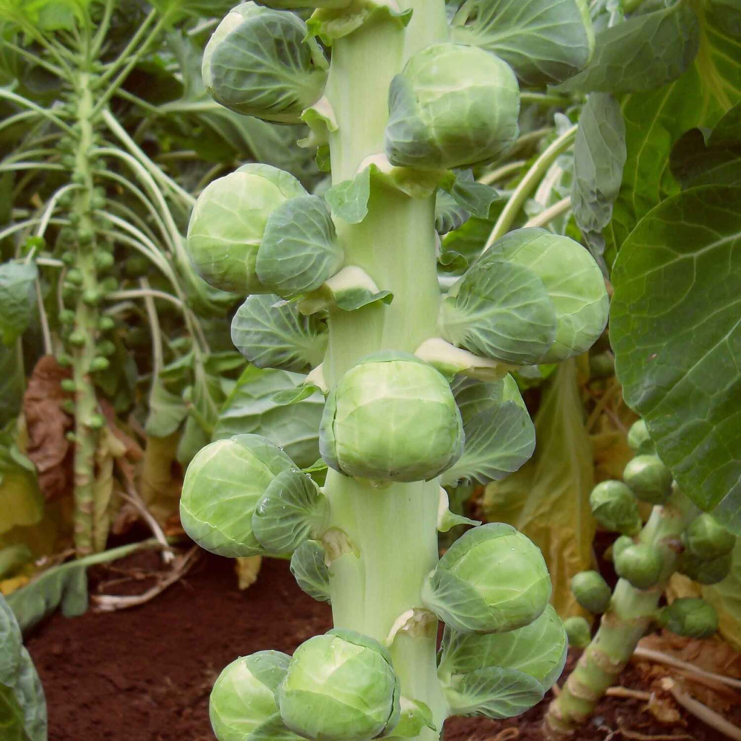 Marshalls Garden Nautic F1 Organic Brussels Sprout Seeds - Early, Disease-Resistant, High-Yield - Green