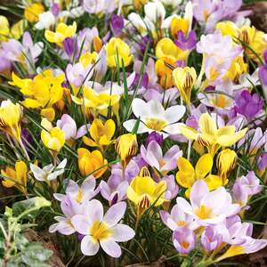 Crocus Corms 'Mixed Species'
