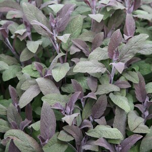 Sage Purpurascens Purple Sage Or Salvia Officinalis 9cm Pot Herb Garden Plant