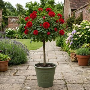 Plants By Post 7.5L Red Standard Rose Tree 100-110cm A