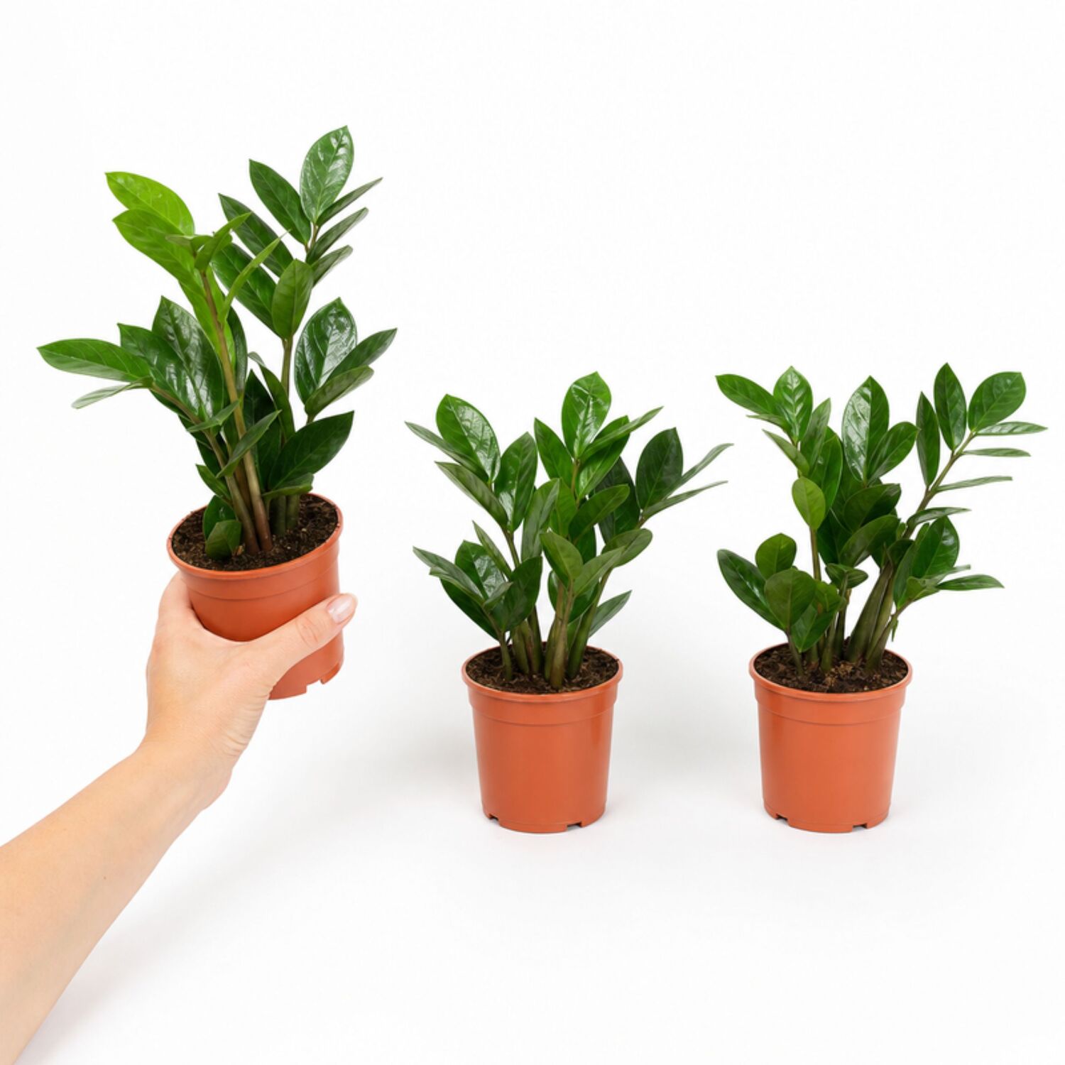 Plants By Post Zamioculcas Zamiifolia Zz Plant G - Plant
