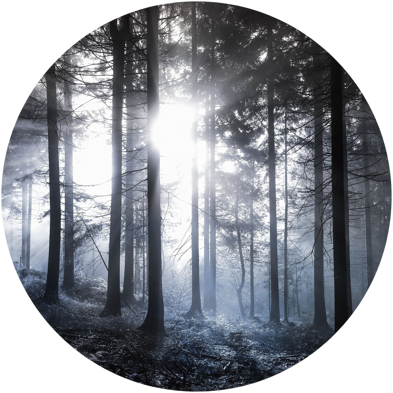 Sunshine In The Woods Wall Mural - Black