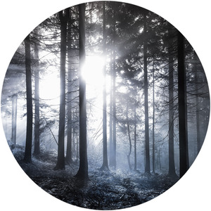 Sunshine In The Woods Wall Mural