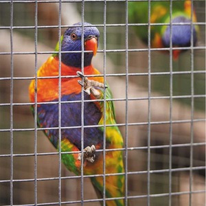Galvanised Chicken Wire Mesh 1m x 5m