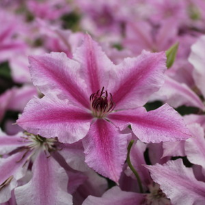 Clematis Ooh La La Evipo041 Plant