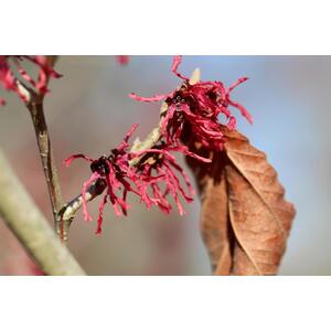 Witch Hazel Hamamelis Ruby Glow Shrub 4-5ft Extra Large in a 7.5L Pot