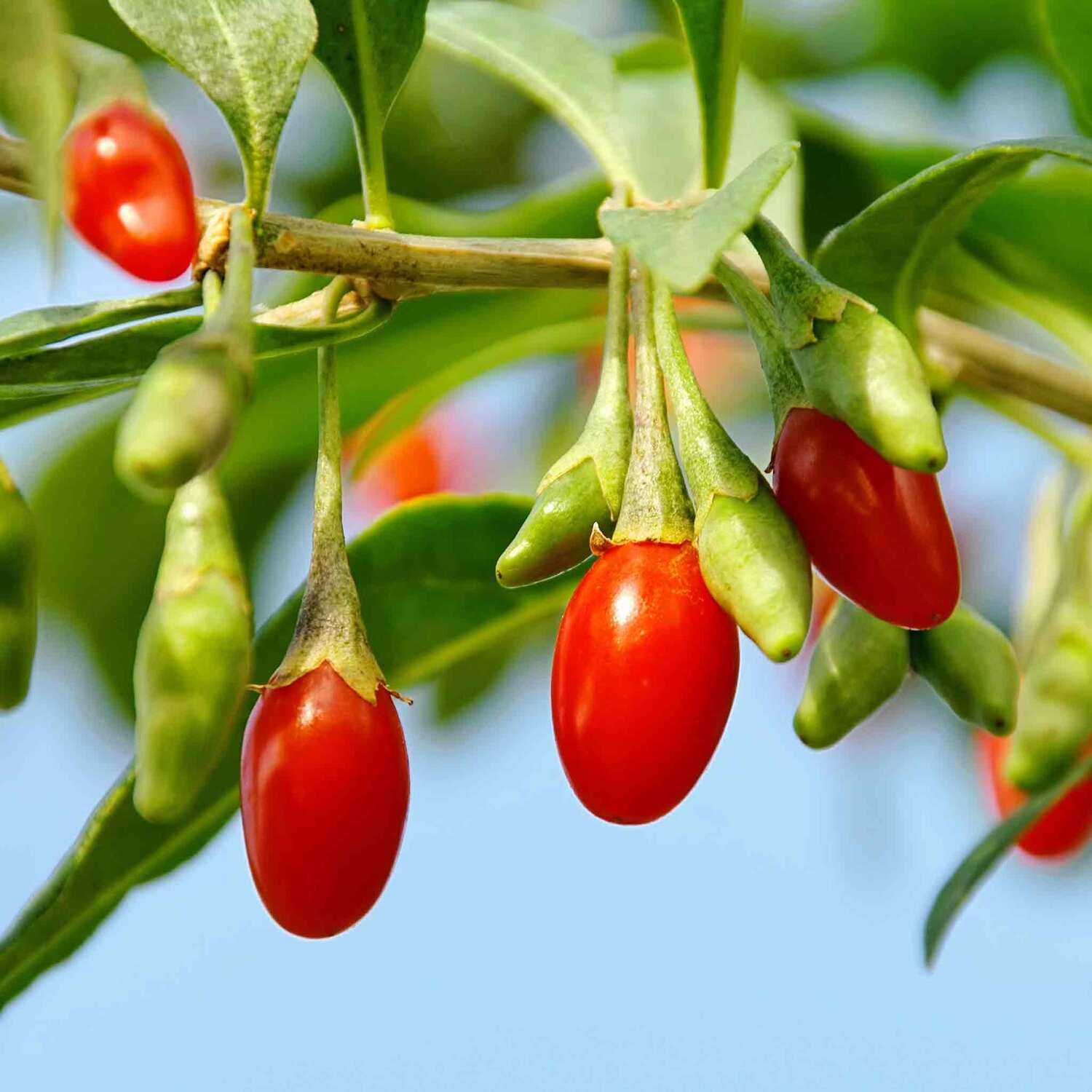 Marshalls Garden Goji Berry Plant 9cm Pot - Hardy Perennial Shrub 1.5-2 ...