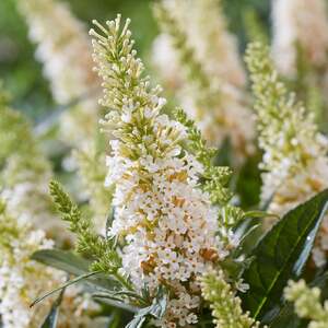 Marshalls Garden Buddleja Plant 'Butterfly Candy Little White'