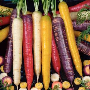 Marshalls Garden Carrot Seeds Rainbow Mix F1, 250 Multi-coloured Seeds