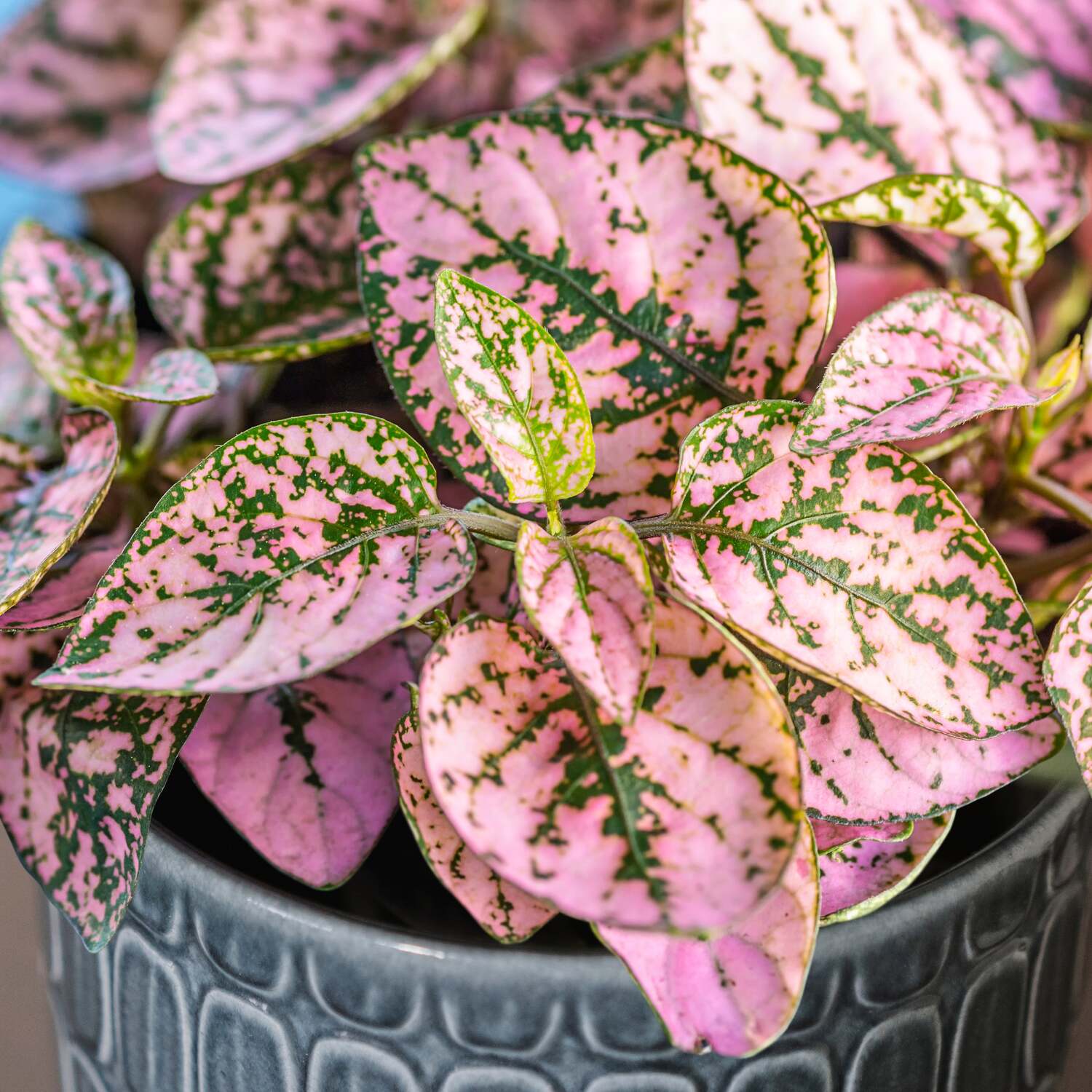 Unwins Polka Dot Seeds - Neutral