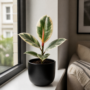 Plants By Post Ficus Tineke Rubber Plant