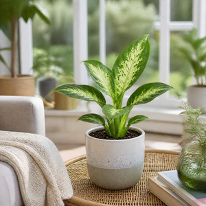  shot 20500279