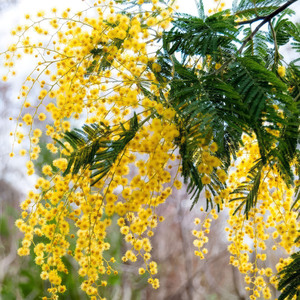 Plant Theory Mimosa Tree Acacia Dealbata Outdoor Ornamental Tree Plant 2L Pot