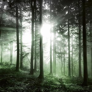 Sun Rays Wall Mural