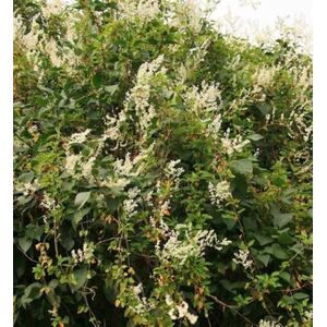Polygonum Russian Vine Climbing Plants Mile a Minute 3-4ft 3L Pot