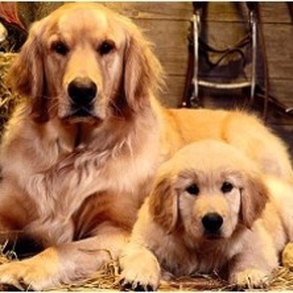 Golden Retriever and Pup Diamond Painting Kit