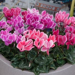 Cyclamen Flame Mixed 12 Plants - Garden Ready Winter Colour Pack