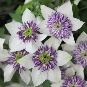Clematis Florida Sieboldiana White Flowering Vine Plant