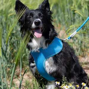 Mesh Dog Harness