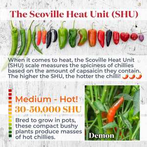 Marshalls Garden Chilli Plant Demon 9cm