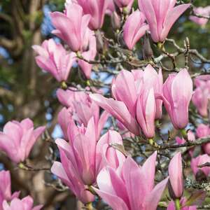 Marshalls Garden Magnolia Plant Collection - 9cm : Heaven Scent, Royal Star & Leonard Messel