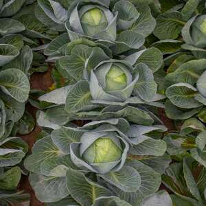 Marshalls Garden Kilaxy F1 Cabbage Seeds - Winter-Resistant Variety, Pack of 20