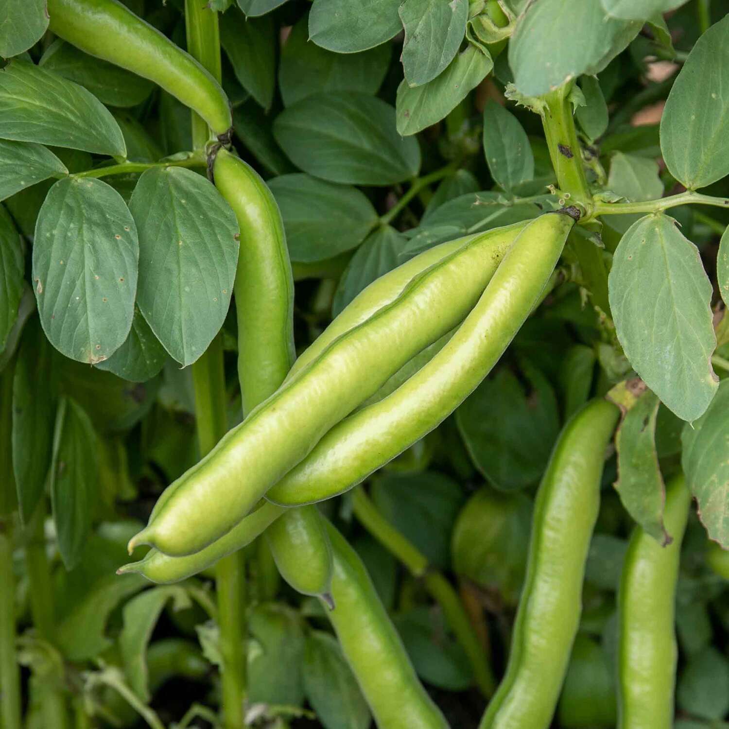 Marshalls Garden Chilli Pepper Seeds 'Habanero Chocolate' - Red