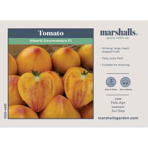 Marshalls Garden Gourmansun F1 Oxheart Tomato Seeds - Orange-Red