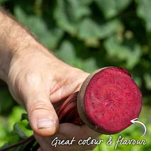 Marshalls Garden Beetroot Moneta Seeds - Monogerm, Slow-to-Bolt, Pack of 200