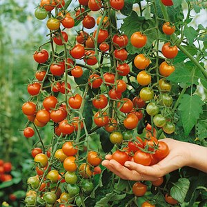 Sungold Cherry Tomato Seeds - RHS Garden Merit award, sweet orange, indoor & greenhouse