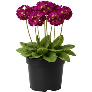 Primula Little Queen Violet - 1L Pot