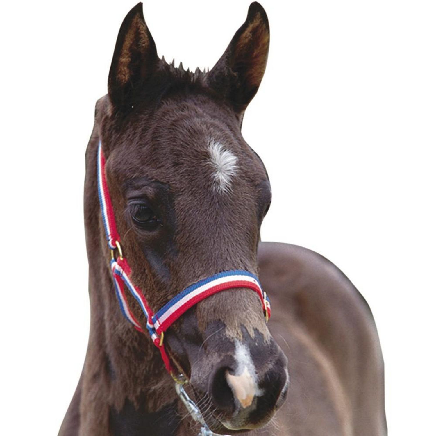 Roma Foal Headcollar - Red/White/Blue
