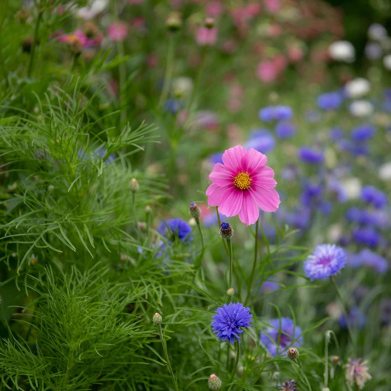 Unwins Cosmos Seeds 'Gazebo Mix' - Neutral