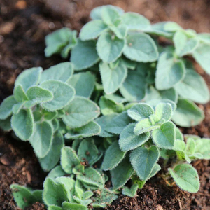 Oregano Herb Garden Plant Origanum Hot and Spicy 9cm Pot