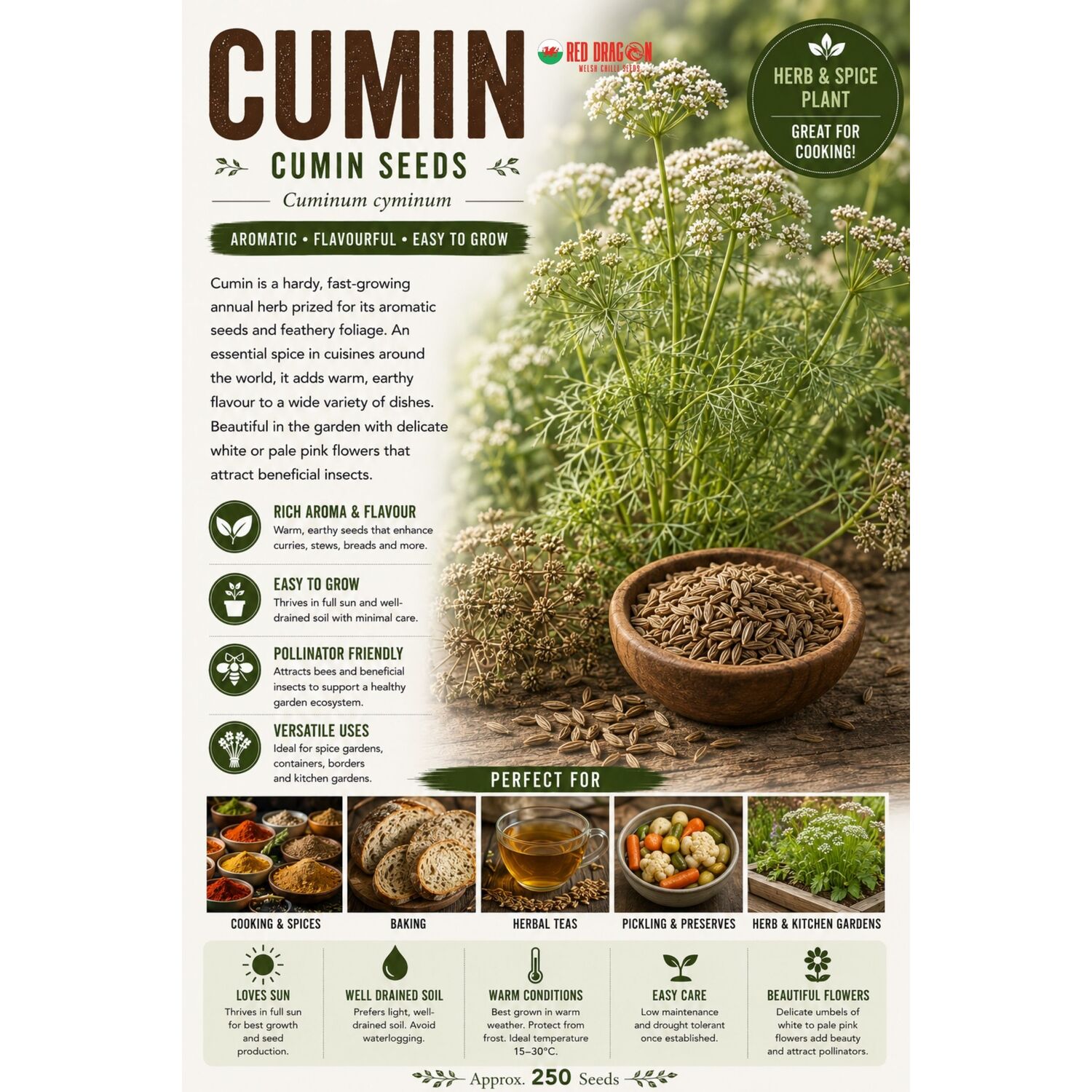 B&Q -  Cumin Seeds For Home Garden Growing - Image 2