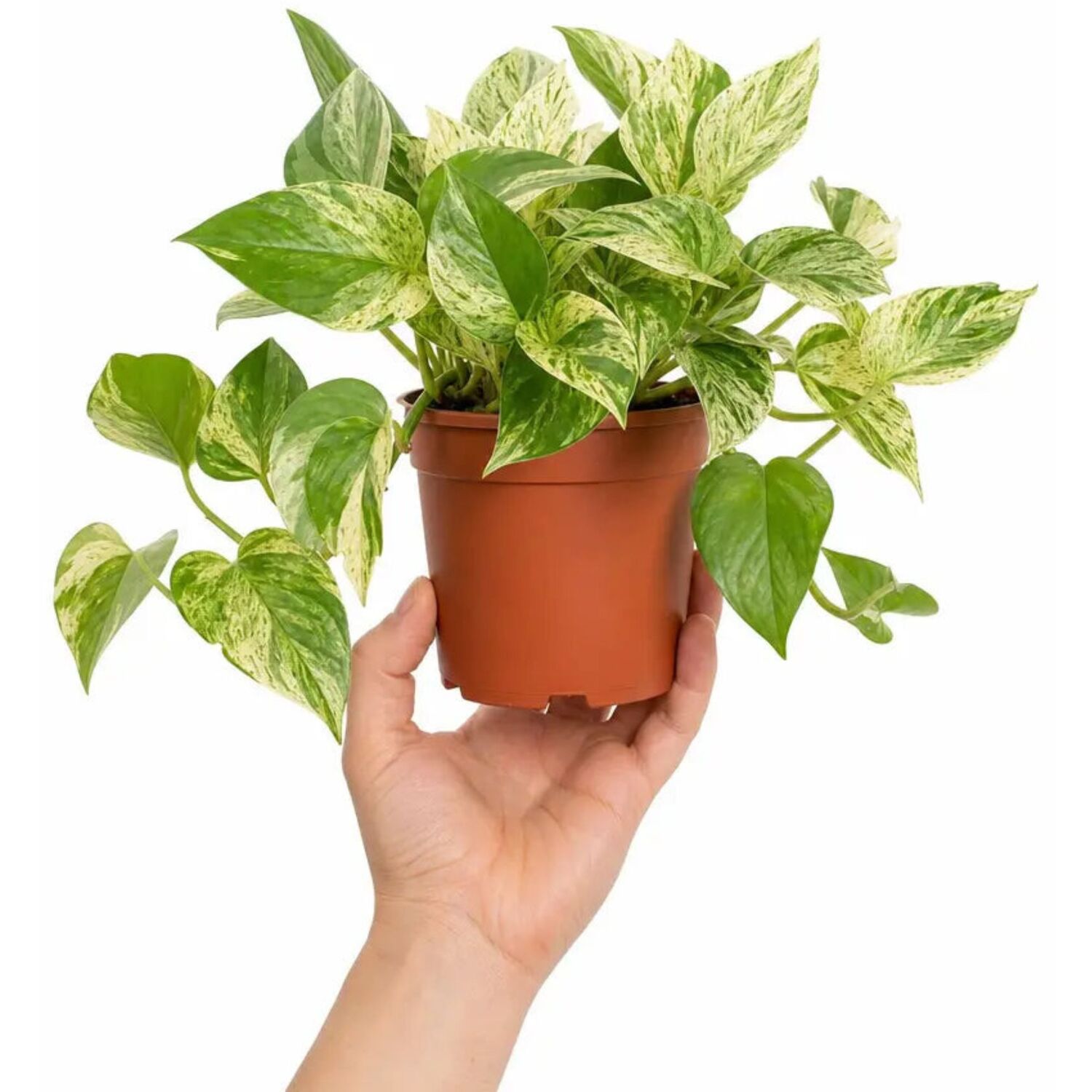 Plants By Post Epipremnum Marble Queen Pothos D - Plant